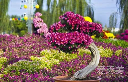 重阳节的歌曲有哪些 重阳节赏什么花 重阳节为什么要赏菊