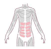 怎么练马甲线女生最快 女生练马甲线简单动作