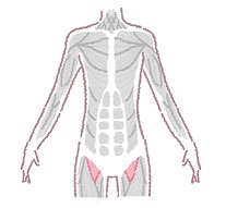 怎么练马甲线女生最快 女生练马甲线简单动作