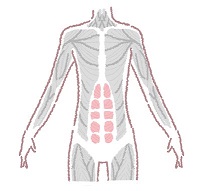怎么练马甲线女生最快 女生练马甲线简单动作