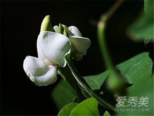 �ױⶹ���Ĺ�Ч������ �ױⶹ����ˮ�ȵĹ�Ч