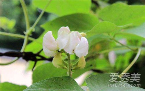 白扁豆花的功效与作用 白扁豆花泡水喝的功效