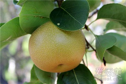沙梨的功效与作用 沙梨怎么吃治咳嗽