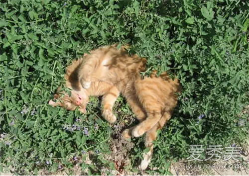 猫薄荷人能吃吗 猫薄荷人吃了会怎么样