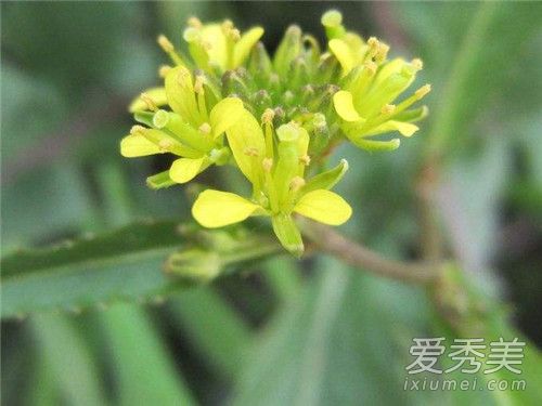 鼠鞠草可以吃吗 鼠鞠草怎么吃