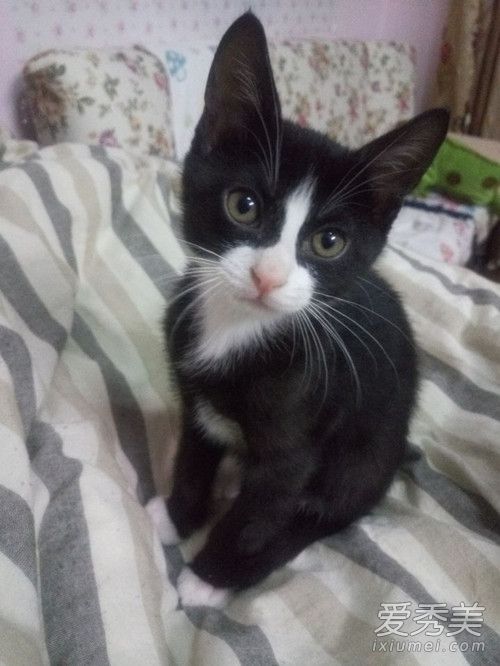 黑猫警长猫是什么品种 黑猫警长猫多少钱一只