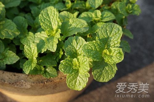 薄荷水可以减肥吗 薄荷减肥的方法