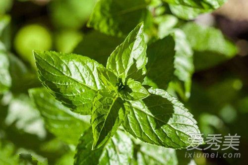 薄荷水可以减肥吗 薄荷减肥的方法