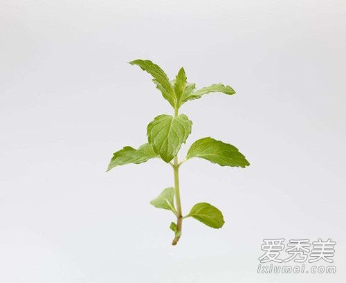 薄荷水可以减肥吗 薄荷减肥的方法