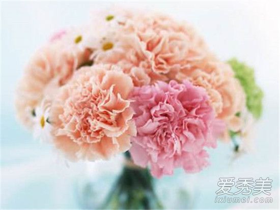 康乃馨花语是什么 康乃馨花语及支数