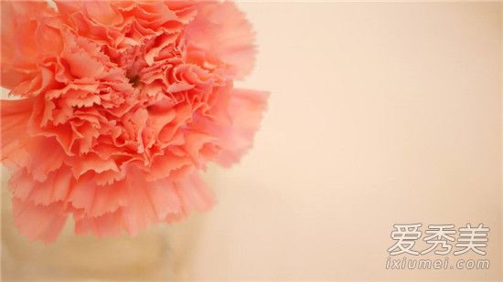 康乃馨花语是什么 康乃馨花语及支数