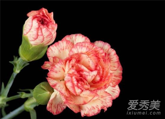 康乃馨花语是什么 康乃馨花语及支数