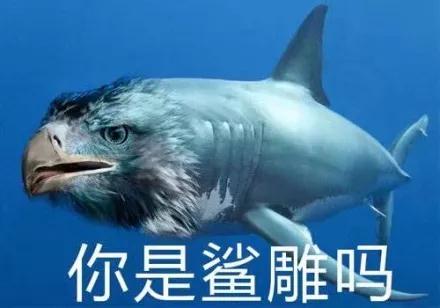 我的马鸭什么意思 我的马鸭什么梗