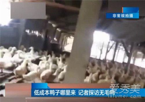 18元烤鸭调查是怎么回事 冷冻食品的危害有哪些