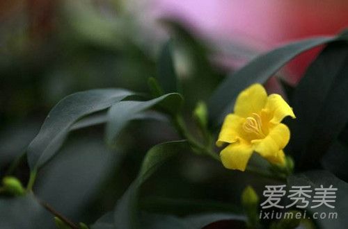 法国香水花怎么养 法国香水花养殖方法