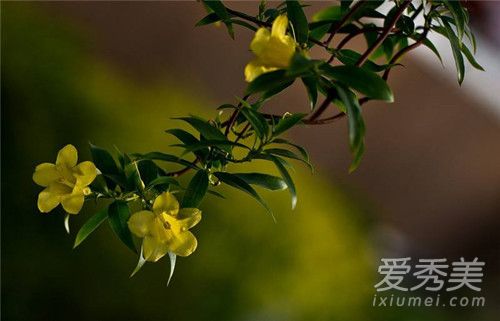 法国香水花怎么养 法国香水花养殖方法