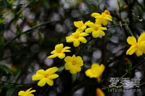 法国香水花怎么养 法国香水花养殖方法