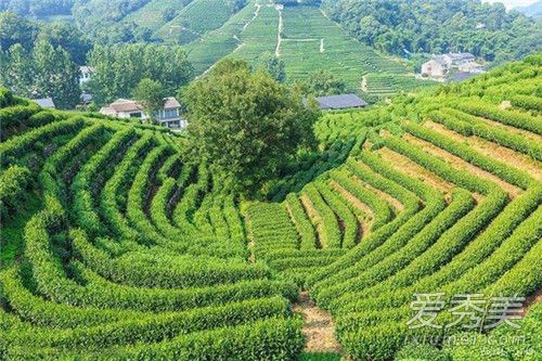 龙井茶的特点 龙井茶的功效与作用