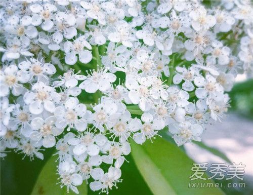 ʯ骻��ܲ��ܴ��� ʯ骻���ˮ��ʲôζ��