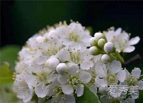 ʯ骻��ܲ��ܴ��� ʯ骻���ˮ��ʲôζ��