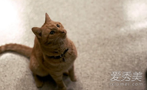 ����ӳ���Ԫ����ʲô ��Ԫ��ʲô��