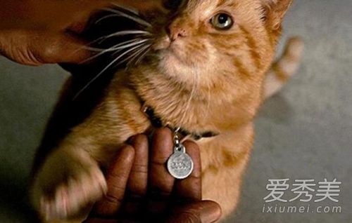 ��Ԫ����ʲô�� ��Ԫ����ʲôè