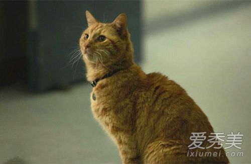 ��Ԫ����ʲô�� ��Ԫ����ʲôè