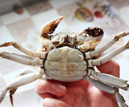 ĸ�з������ʲô��״ ĸ�з���ӵ�ͼƬ