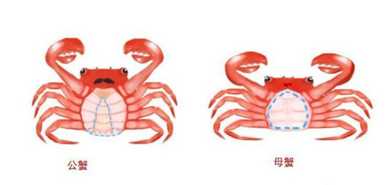 ĸ�з������ʲô��״ ĸ�з���ӵ�ͼƬ