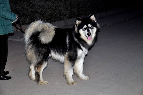 ���Ϲ�����ʲôԤ�� �����й�������ʲô�·�����