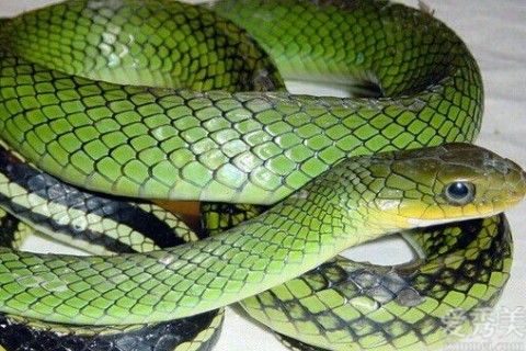 属蛇2022年运势及运程详解 2022年属蛇人的全年每月运势