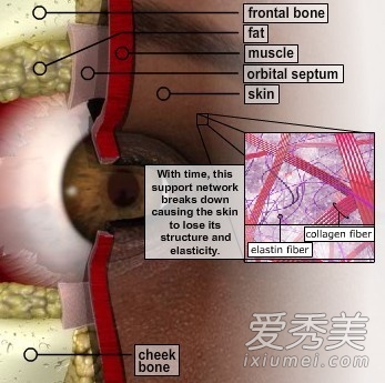 ���γ�ʶ��˫��Ƥ�������̣�ģ��ͼ��