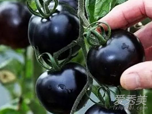 黑珍珠番茄你见过么?黑珍珠番茄怎么挑选好吃又好看?_黑番茄能吃吗