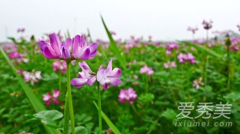 紫云英是什么 紫云英可以吃吗 紫云英的作用和功效