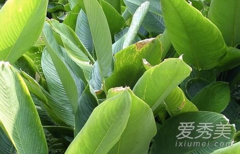 新鲜粽叶怎么处理 新鲜粽叶怎么包粽子