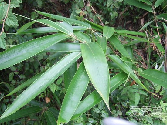 ����Ҷ��ʲôҶ�� ��Ҷ��«έҶ��