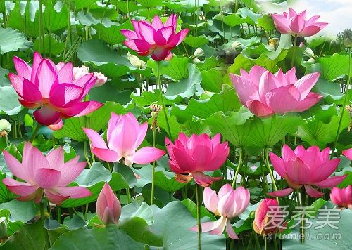 2017�ɻ����·�ʢ��?2017�ɻ����·ݿ�����ÿ�