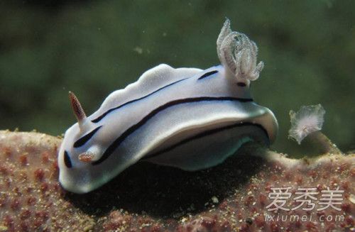 海兔怎么清洗 海兔的营养价值高吗 海兔的食用禁忌
