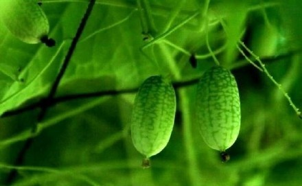 佩普基诺多少钱一斤?佩普基诺怎么种
