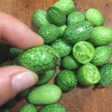 佩普基诺多少钱一斤?佩普基诺怎么种