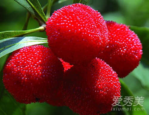 ��÷����轿���һ���ݾ��� ��÷������ݾƵĹ�Ч