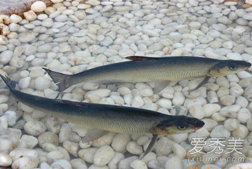 鳡鱼是什么鱼 鳡鱼是淡水鱼吗