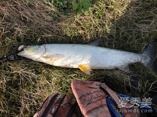 鳡鱼是什么鱼 鳡鱼是淡水鱼吗