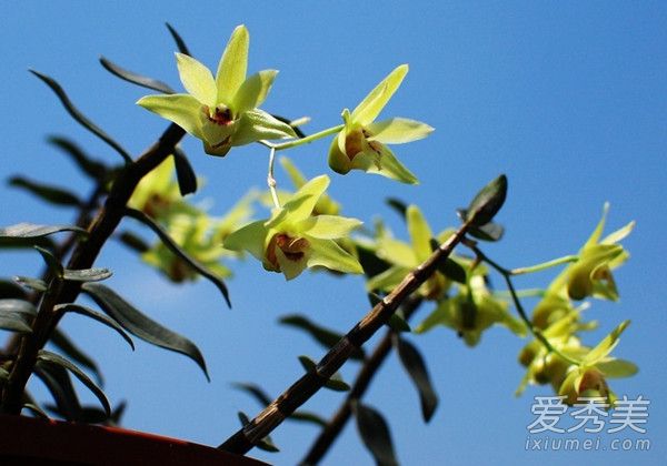 新鲜铁皮石斛花怎么吃 新鲜铁皮石斛花的功效与作用