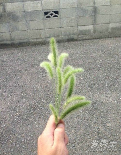 ��β�Ͳ��ܳ��� ��β�ͲݵĹ�Ч������