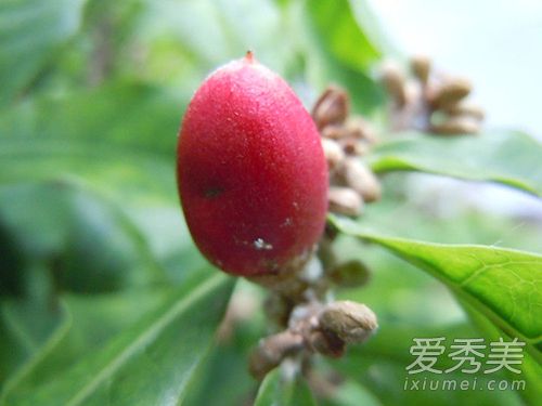 ���ع�Ϊʲô�����ع� ���ع�ʲôζ��