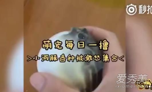河豚再碰我就生气了什么梗 河豚再碰我就生气了表情包