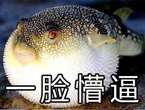 河豚再碰我就生气了什么梗 河豚再碰我就生气了表情包