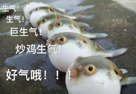 河豚再碰我就生气了什么梗 河豚再碰我就生气了表情包
