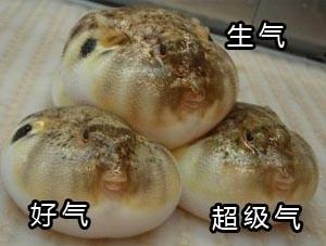 河豚再碰我就生气了什么梗 河豚再碰我就生气了表情包
